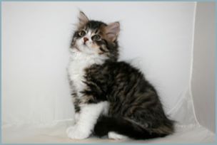 Female Siberian Kitten from Deedlebug Siberians